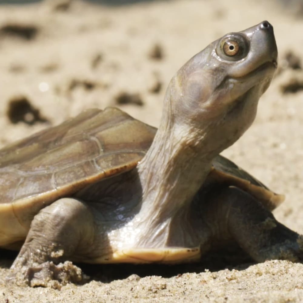 Lost and Found: A Quest to Revive the Rare Batagur Baska