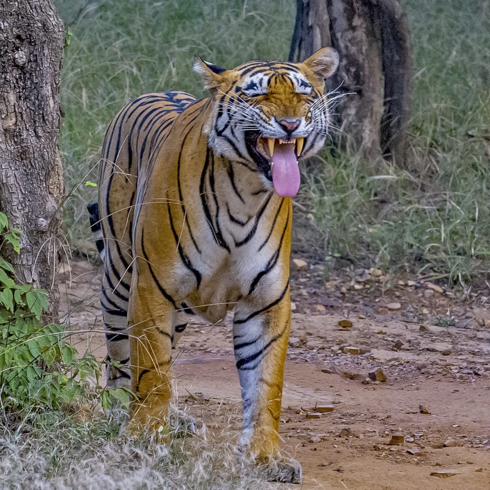 Ground Control: Tigers Defend Their Territory
