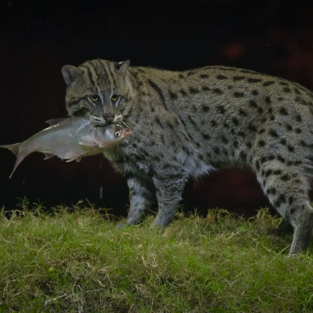 Love thy Neighbour: The Villagers of Paddapukur and the Fishing Cat