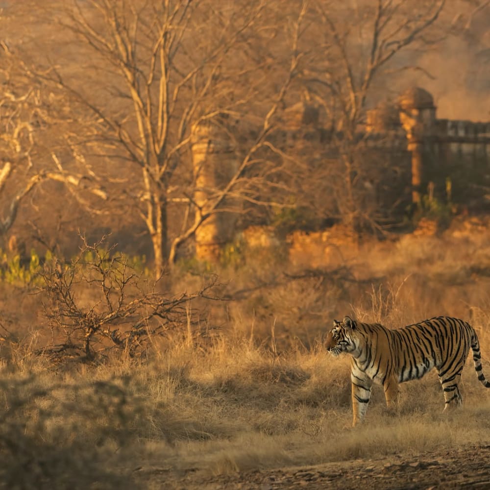 Ranthambore: Majestic Forts, a Deciduous Forest and the Reign of the Tiger