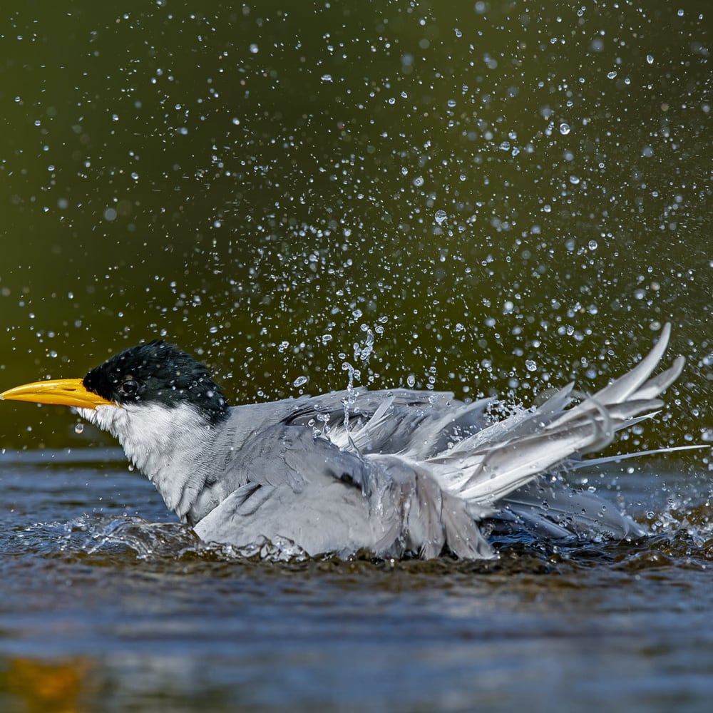 The Guide: Ranganathittu Bird Sanctuary