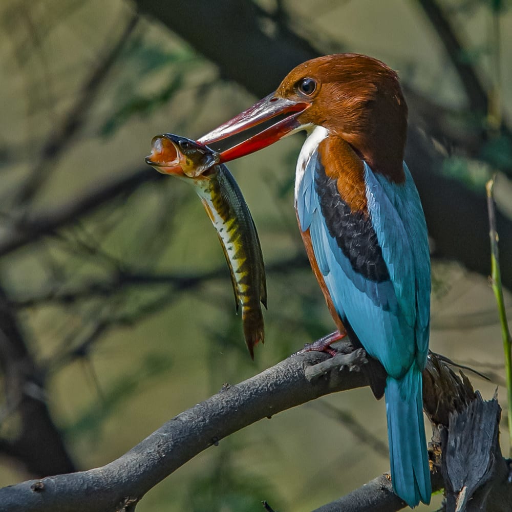 Jewels in the Air: Kingfishers of India