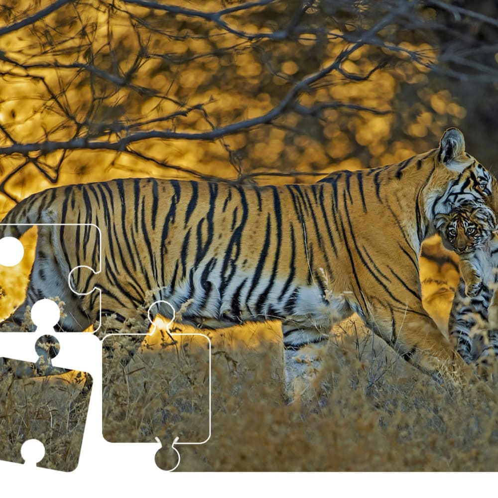 Wildlife Puzzle: Tiger Parenting