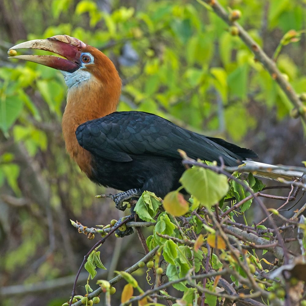 Narcondam Hornbills: Gardeners of their Island Eden