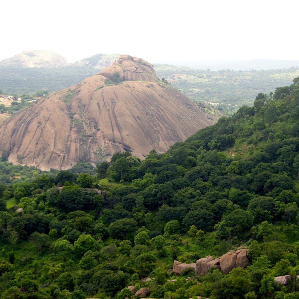 Ramadevarabetta: A Vulture Sanctuary in Rapidly Urbanising Ramanagara