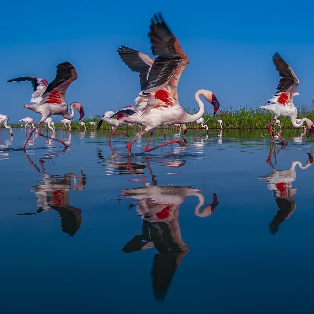 Pink City: When Flamingos take over the Little Rann of Kutch