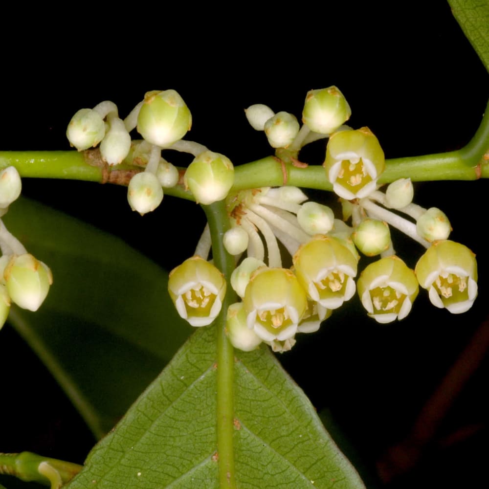 Foraging Food: Eating Wild in the Andaman Islands