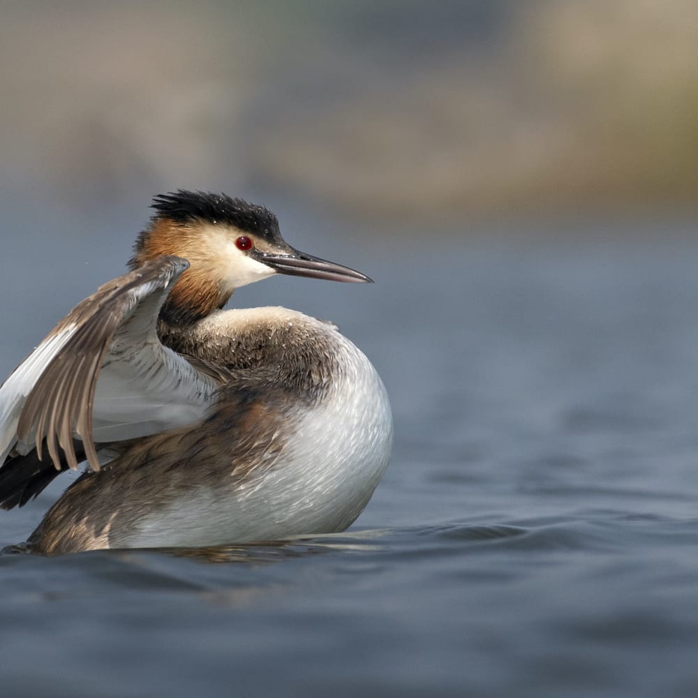 Love at First Dance: The Charming Romance of Great Crested Grebes