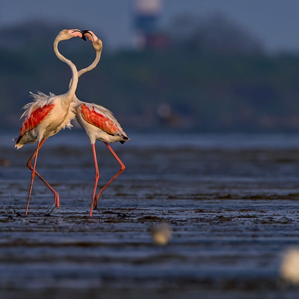 Frabjous Flamingos: Haughty Ballerinas of the Wetlands