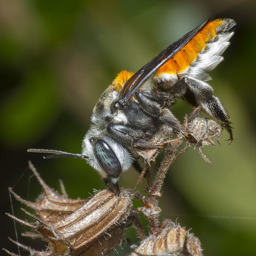 A Family Saga: To Bee or not to Bee