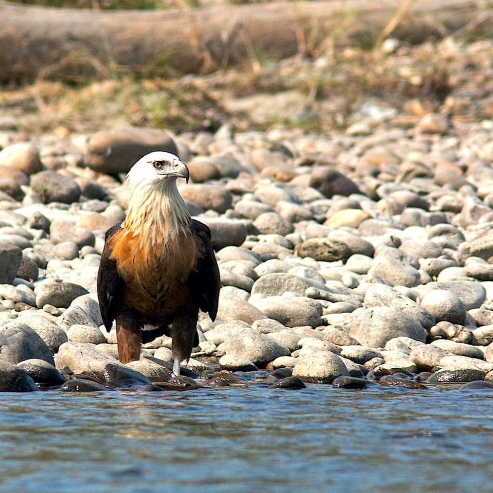 Raptors and the Fine Art of Fishing