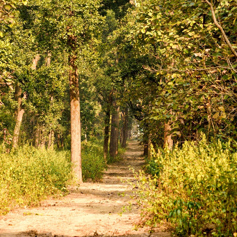 Save Thano: Dehradun’s Green Lung