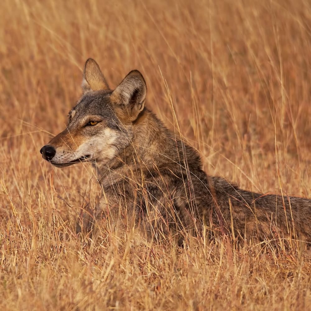 India’s Only Wolf Sanctuary Threatened by Mining