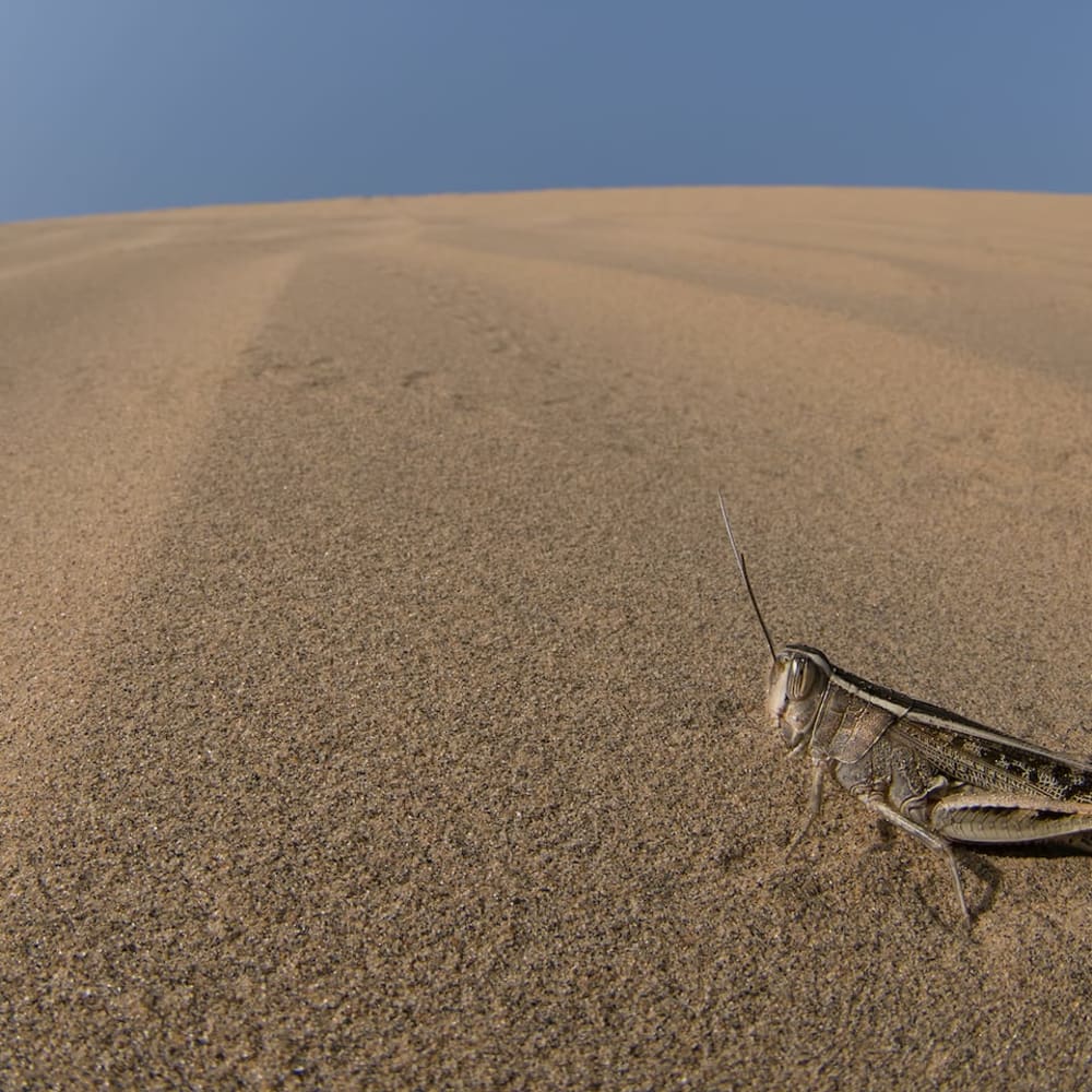 Swarmageddon: How Lonely Grasshoppers Turn Into an Army of Locusts