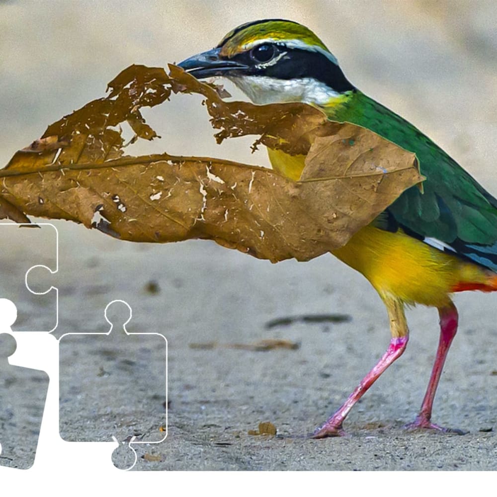Wildlife Puzzle: Indian Pitta