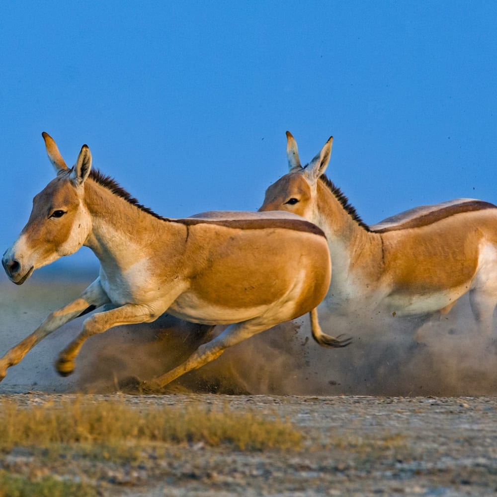 Galloping Through Khur Country: The Asiatic Wild Asses of Gujarat