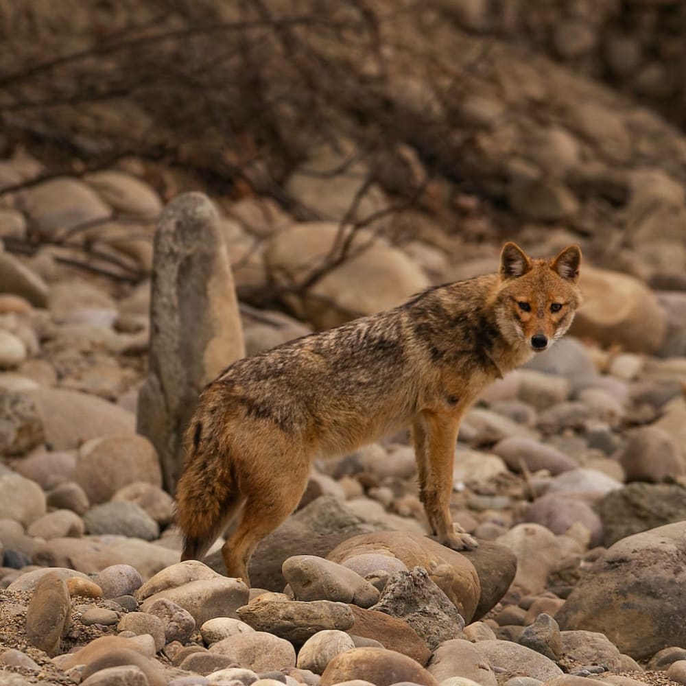 Golden Jackals Find Shelter at Airports