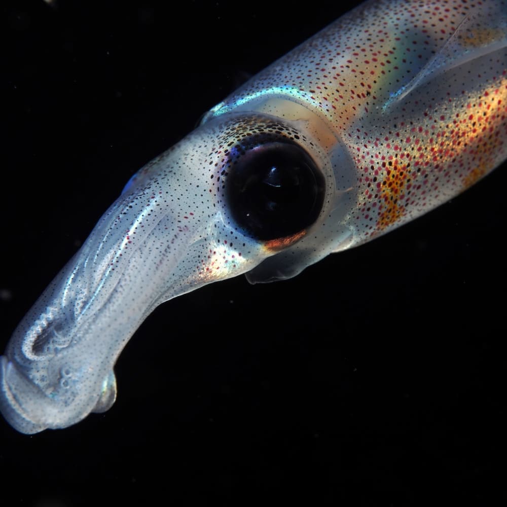 Smart and Saucy: The Story of Wild Squids