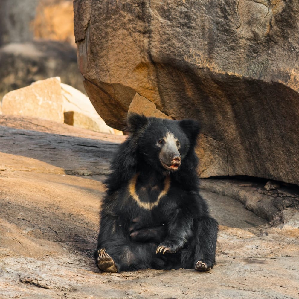 Mount Abu’s Sloth Bears Tread on Thin Line
