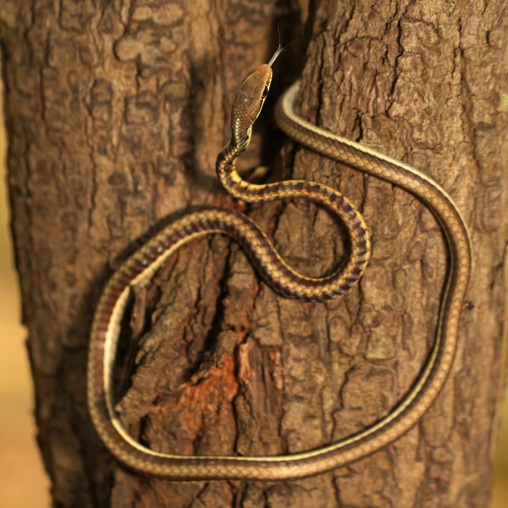 At Home with Herps: Living with Reptiles