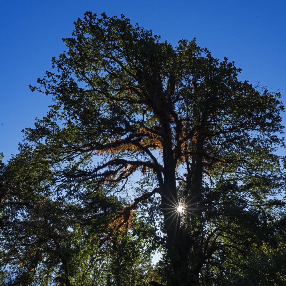 The Giving Tree: A Mighty Oak Ecosystem