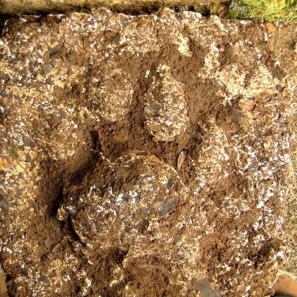 Jungle Sleuth: Wild Encounters and Animal Signs