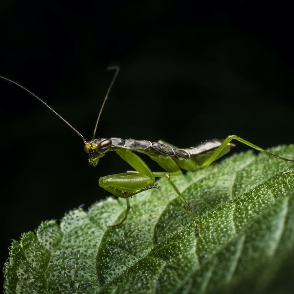 Nature Underfoot: Wild Flora and Fauna on City Pavements and Waysides
