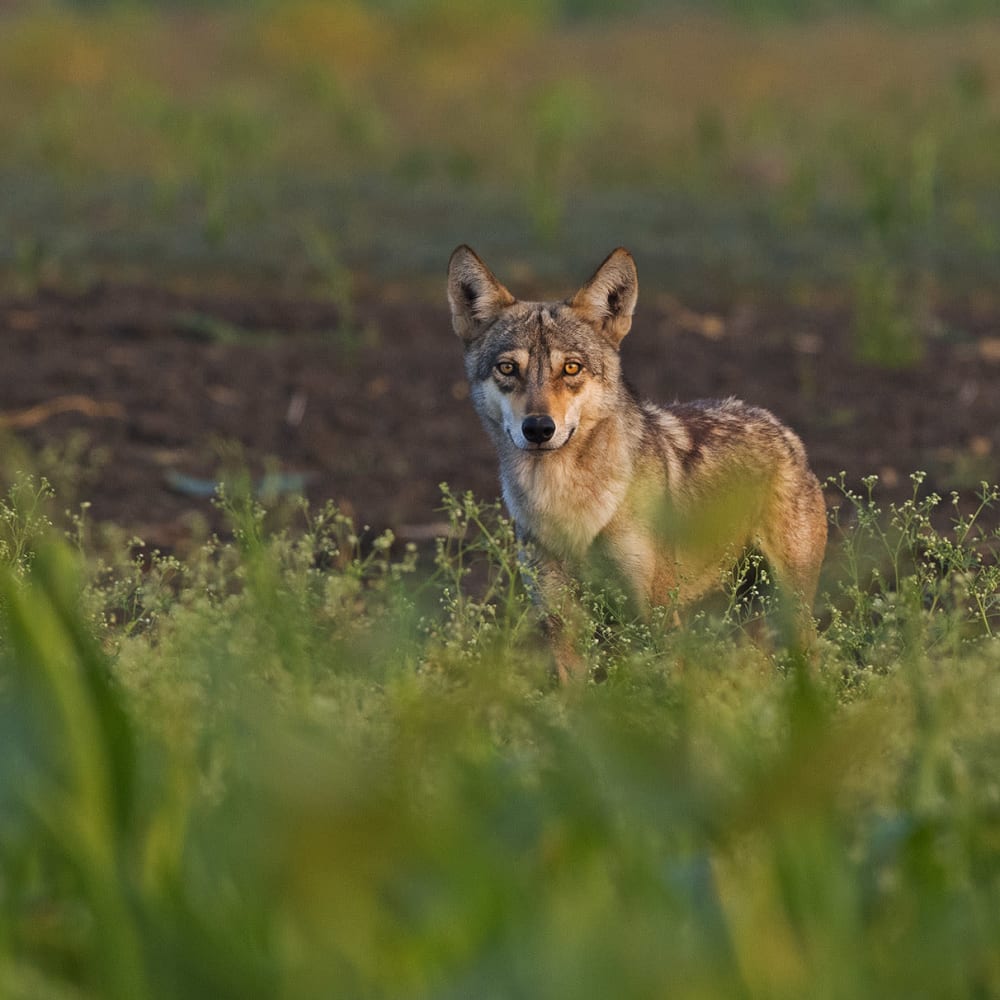 Disappearing Predators: Wolves of the Deccan