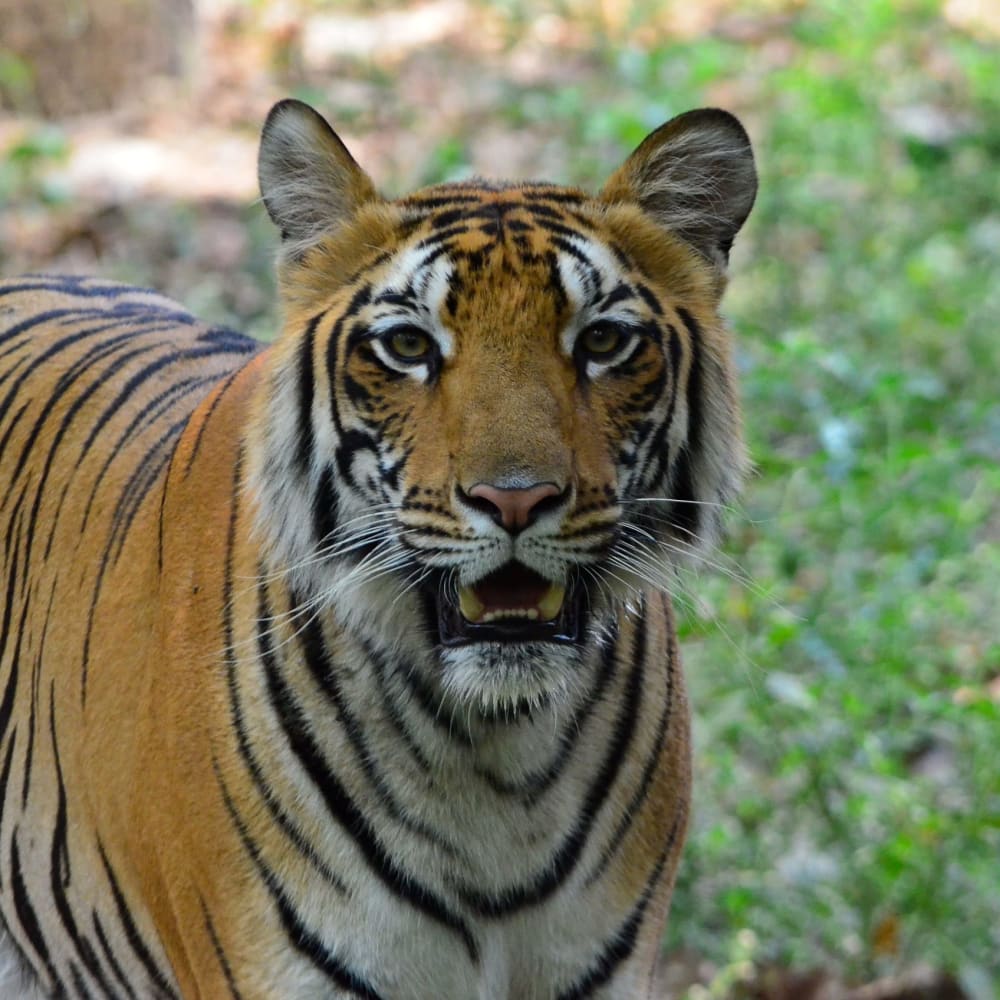Chhattisgarh's Next Tiger Reserve – Bhoramdeo or Guru Ghasidas?
