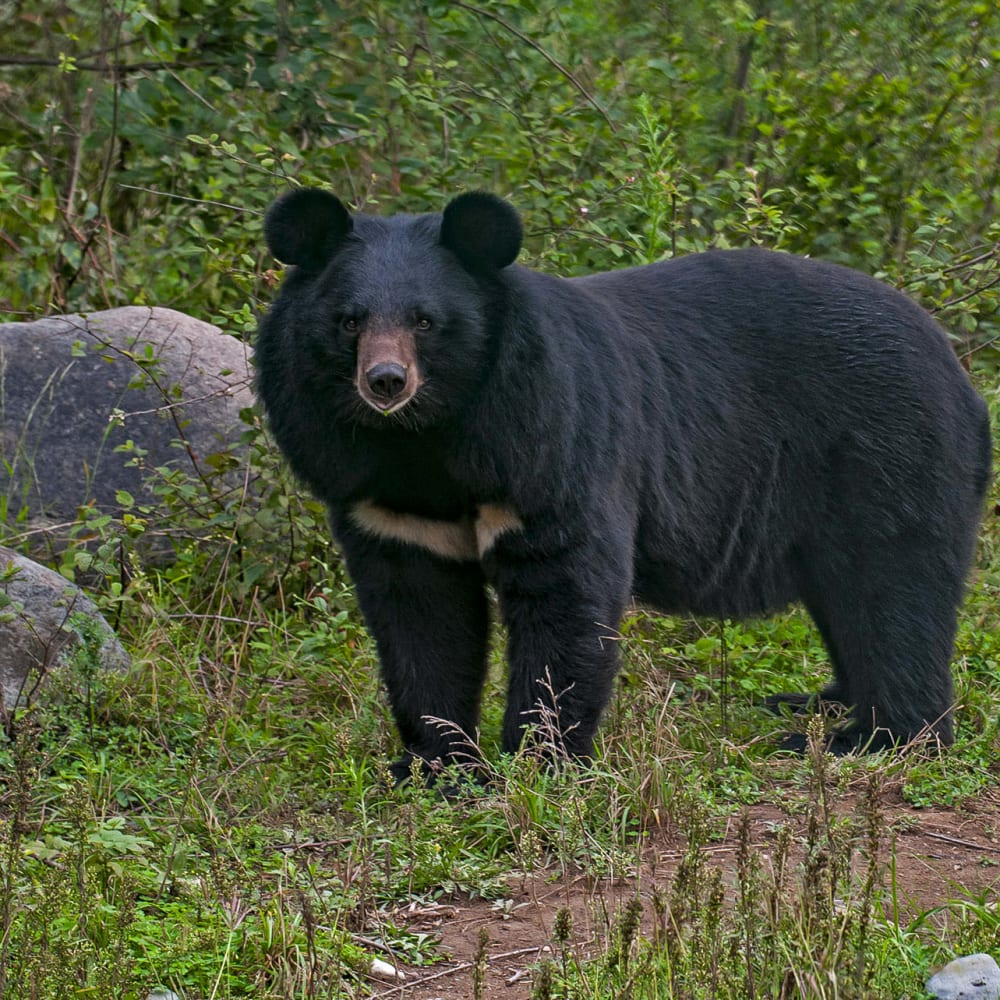 Baloo Noir: The Asiatic Black Bear Goes to Town
