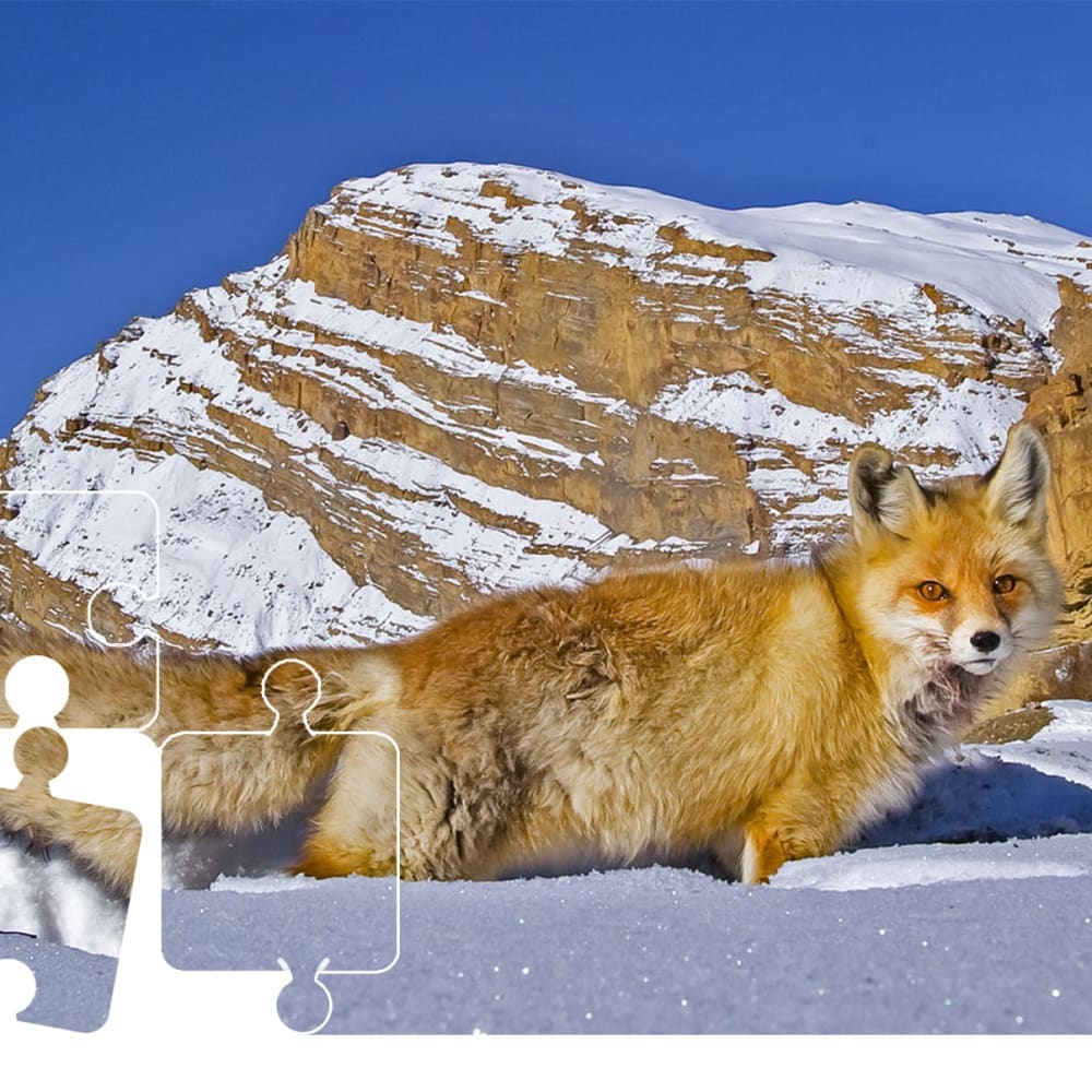Wildlife Puzzle: Red Fox