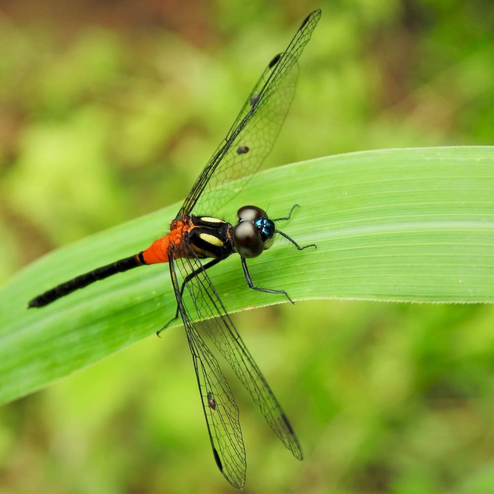 Ruby-tailed Hawklet: Black Dragon in Red Shorts
