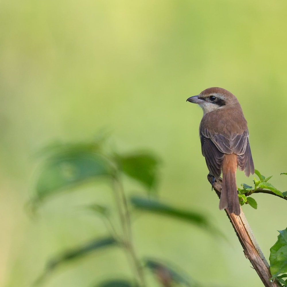Sticking Point: Bewitched by the Brown Shrike