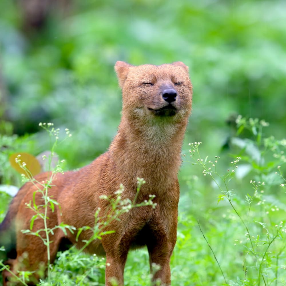 Going to the Dogs? Turning the Page for India’s Endangered Dhole