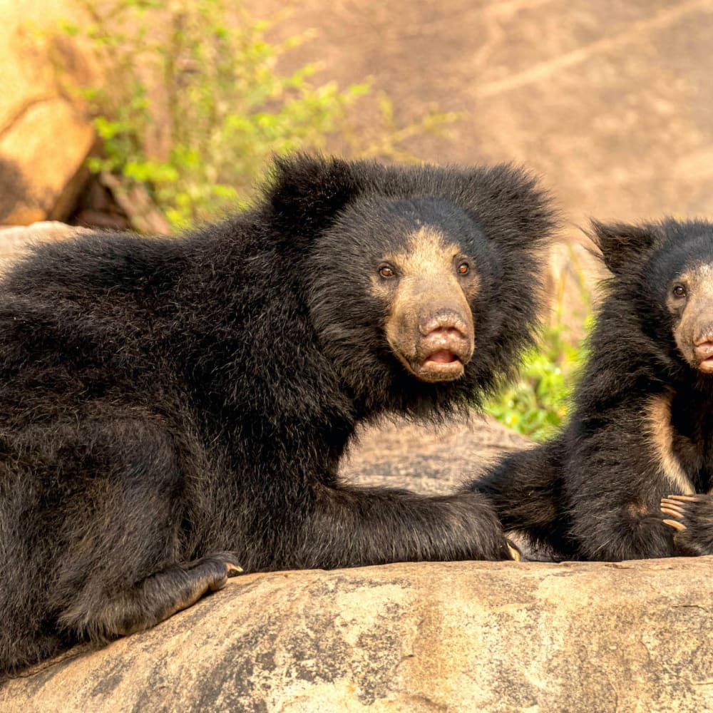 Bare Truth: Why We Need to Save Our Sloth Bears