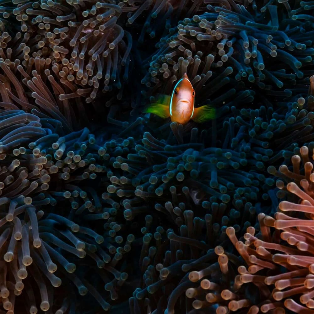 Lakshadweep Islands: Radiant Speckles in the Sea