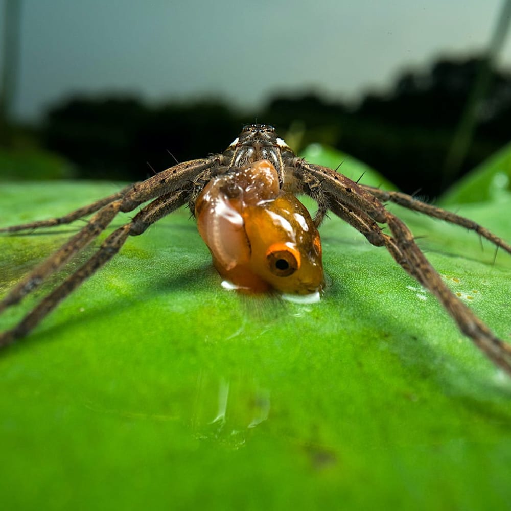 Fishing Spiders: Riders of the Swamp
