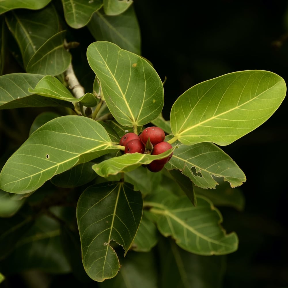 Cherish the Grove: A Foray into the Forests of the Coromandel Coast