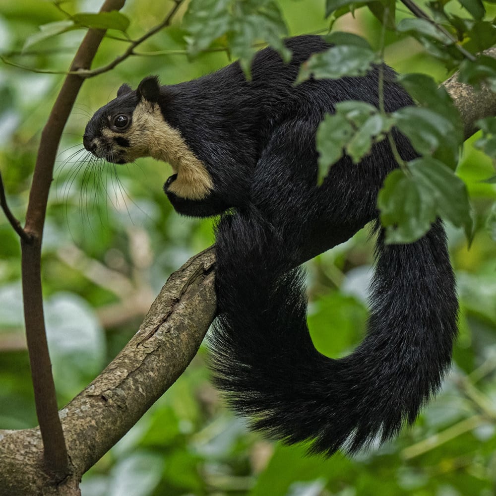 The Tree-Dwellers of Namdapha National Park