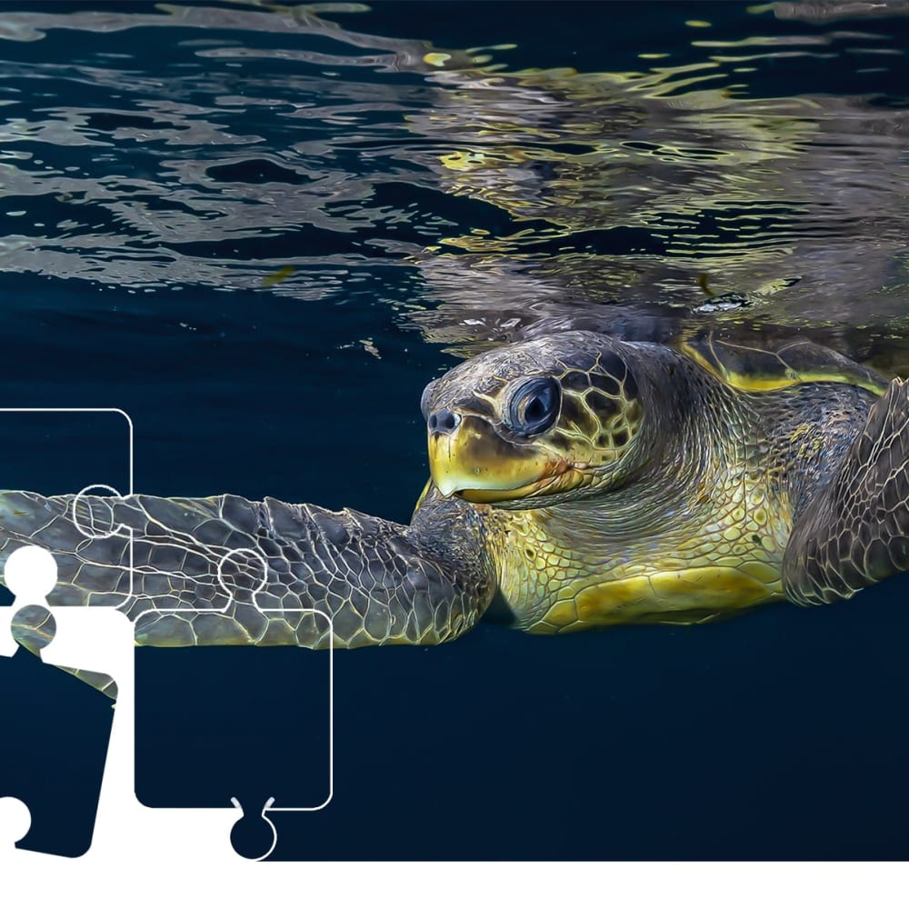 Wildlife Puzzle: Olive Ridley Turtle