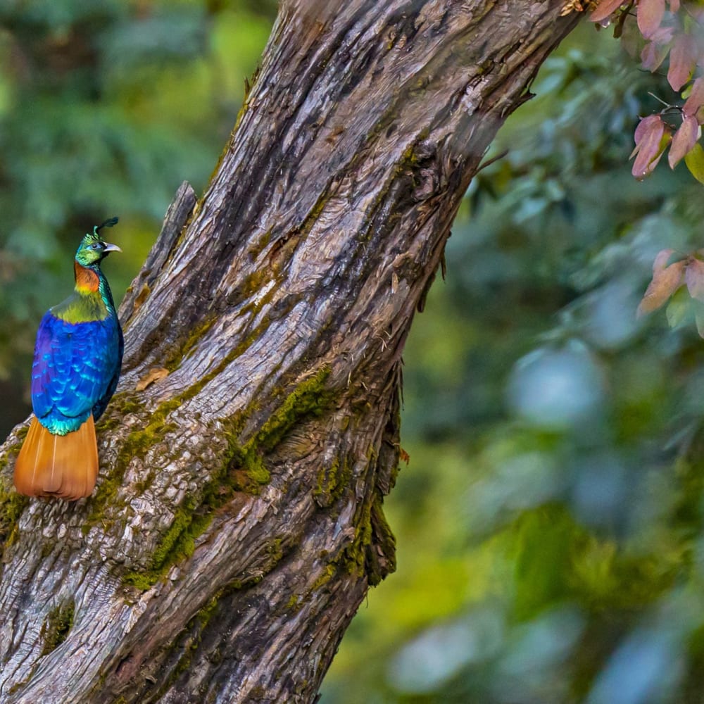 Winged Wonders of Uttarakhand