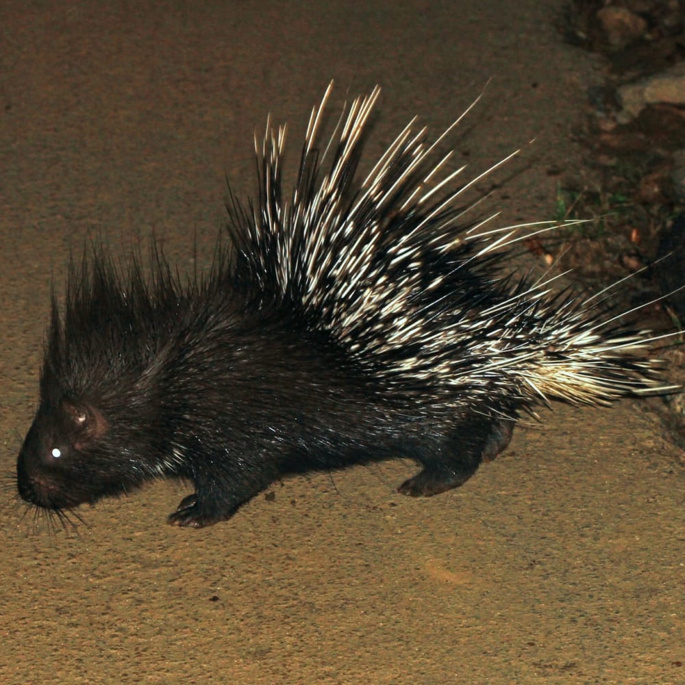 Delhi and Haryana’s Aravallis Home to Rare Wildlife