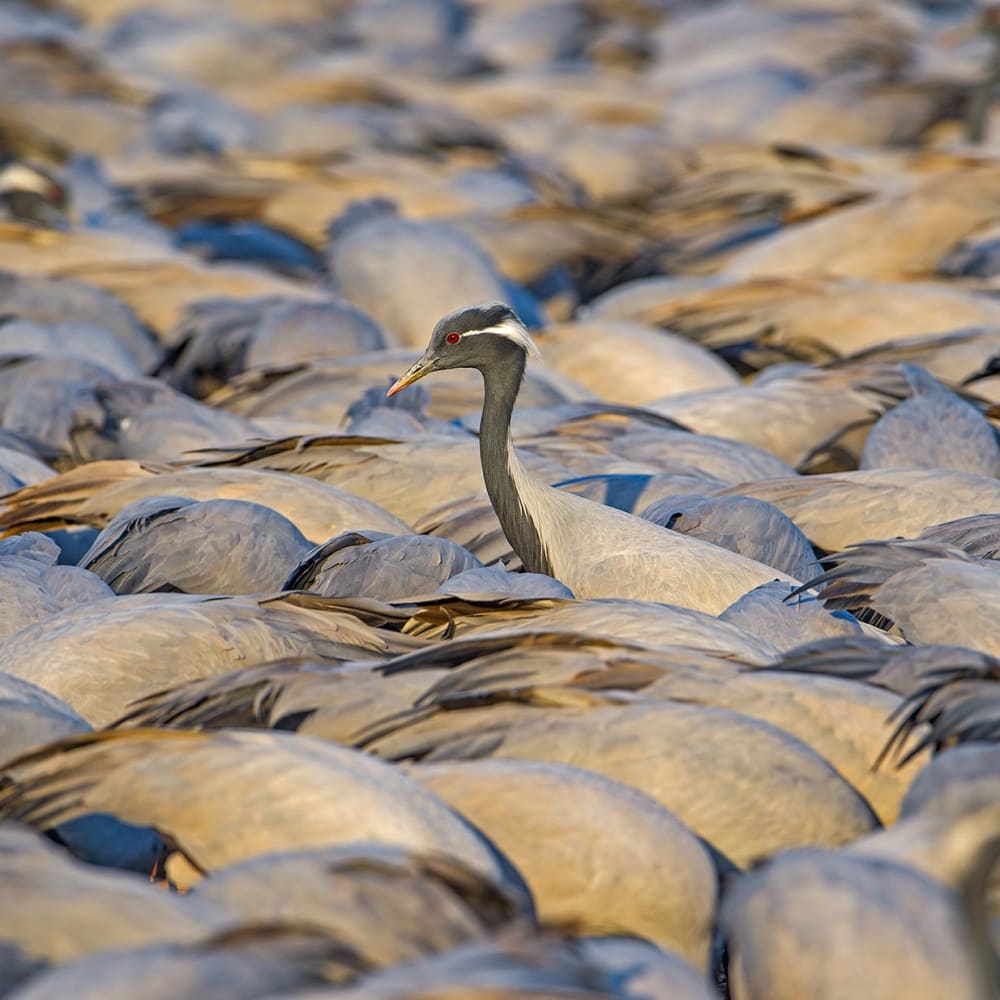 Demoiselle Cranes and the Great Kheechan Mela