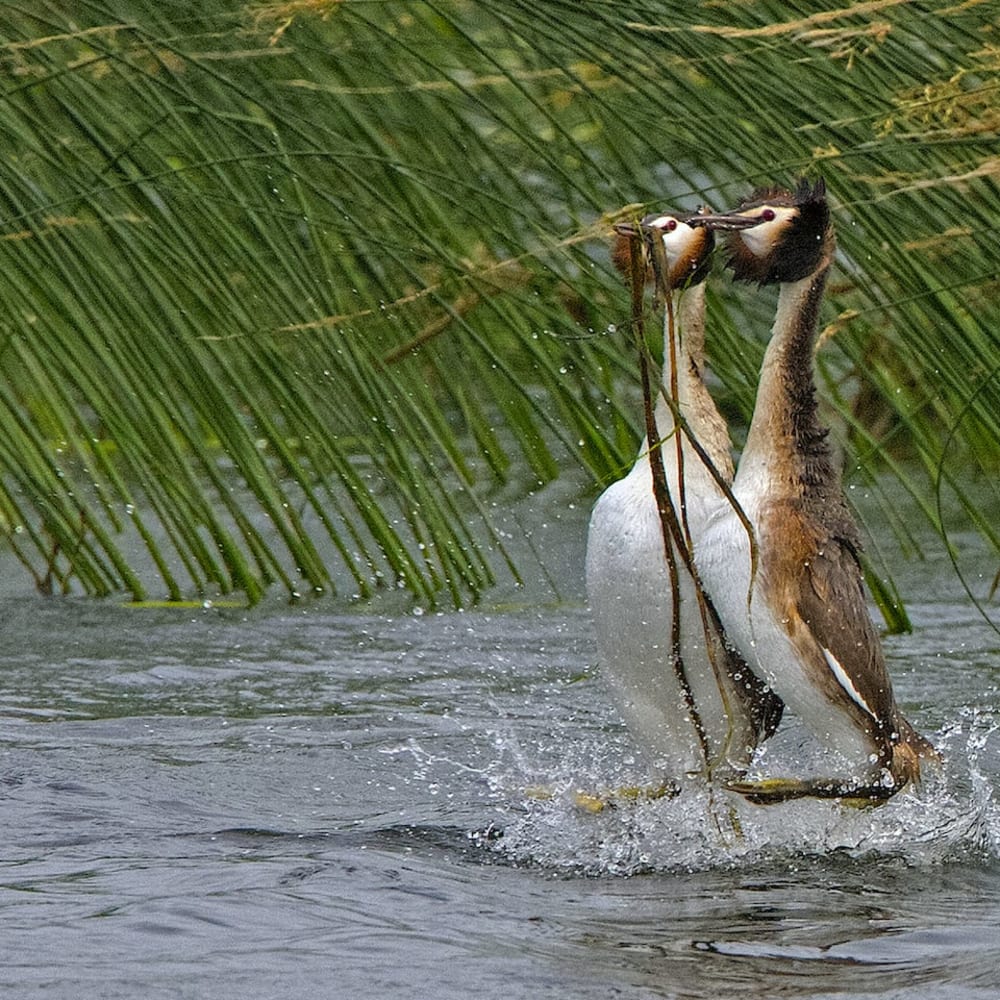 Waltz on Water: Courtship of the Great Crested Grebe