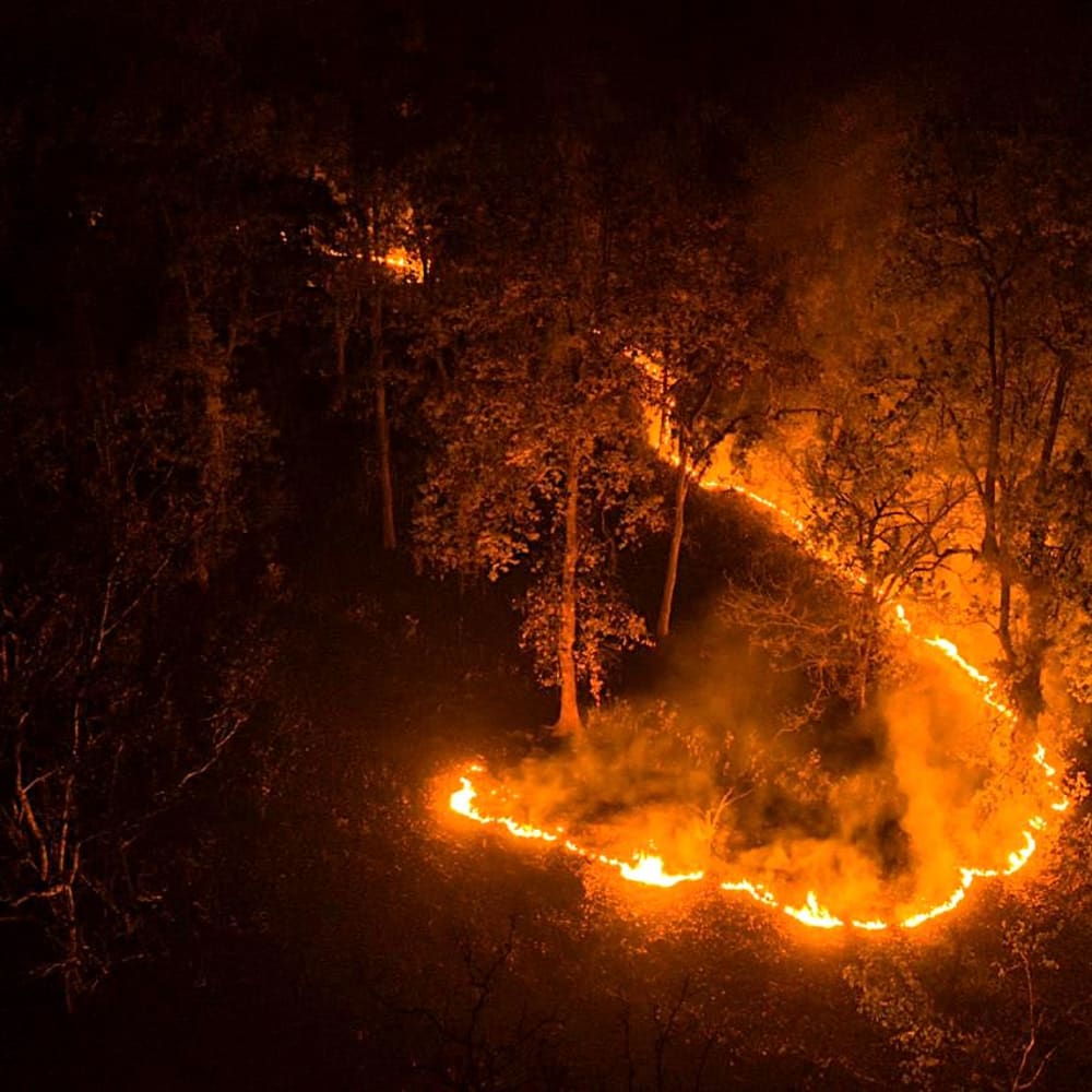 Forest Fires Raise Questions Over Management of Similipal National Park