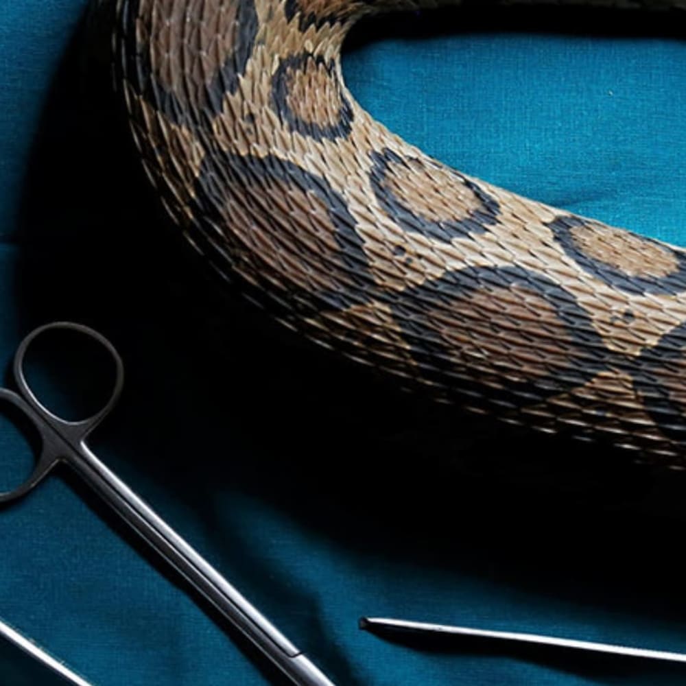 Studying Snakes through Radio Telemetry