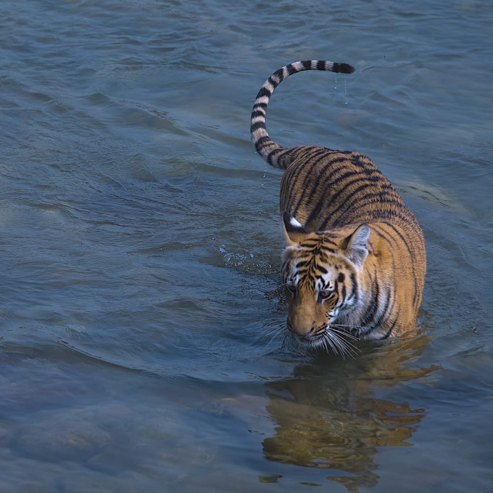 The Dilemmas of Loving and Letting Wild Creatures Go
