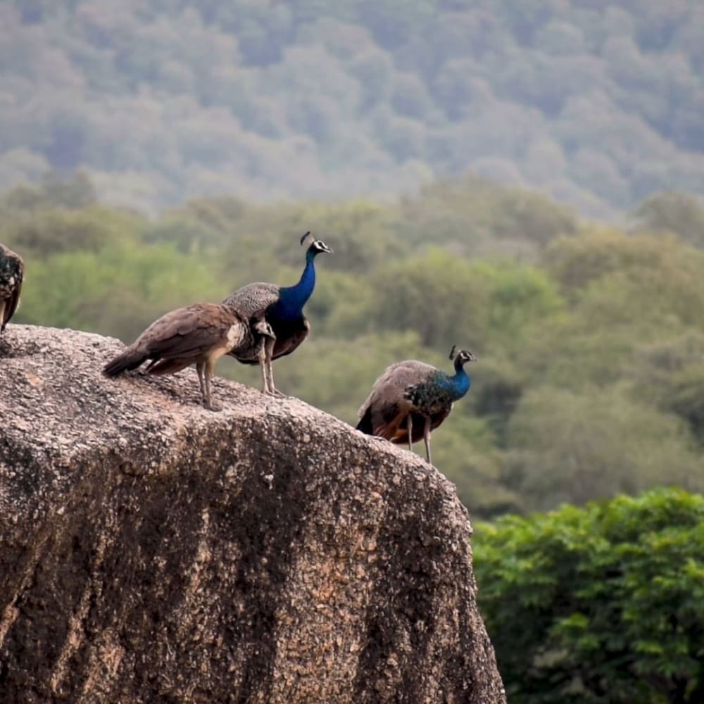 Beyond the Fortress: The Wild Side of Kumbhalgarh