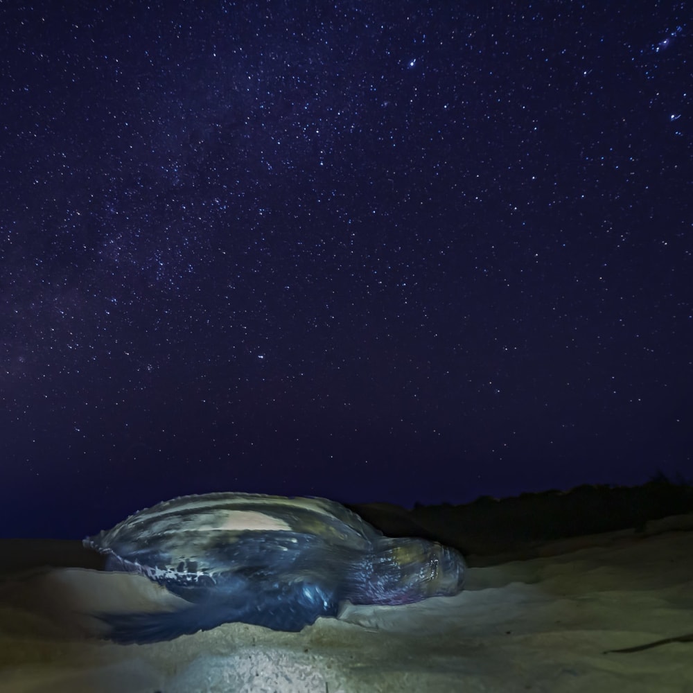 Written in the Stars: A Night with the Leatherback Turtle