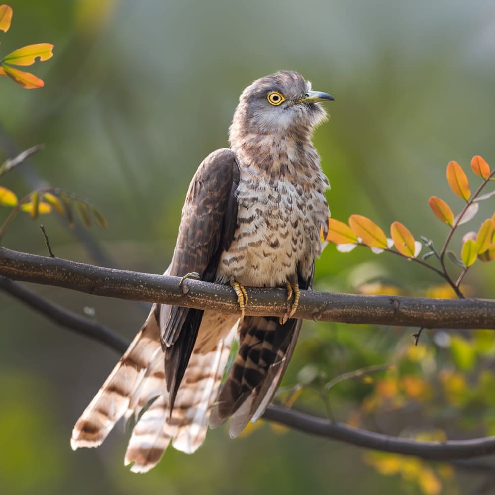 The Rousing Call of the Common Hawk-Cuckoo